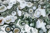 Multi-Colored, Orbicular Ocean Jasper Slab - New Deposit! #206840-1